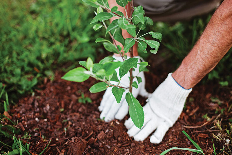 Commercial Landscaping Andover - shrub planting