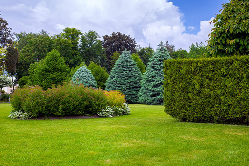 planting of trees and hedges