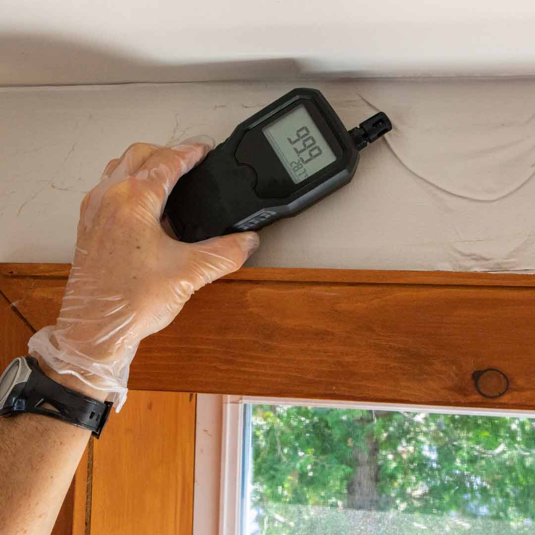 Damp & Mould Remediation Services